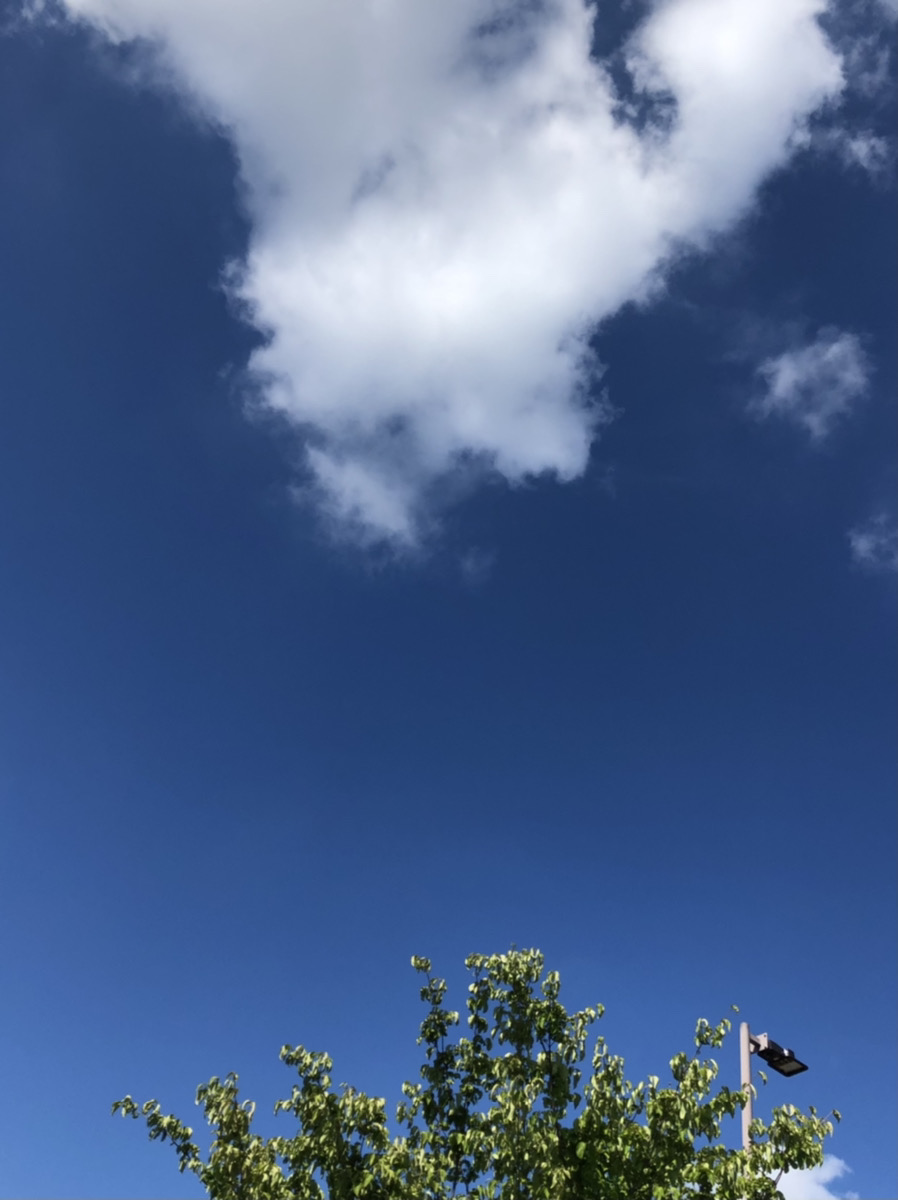 青空と雲と木を写した応募作品