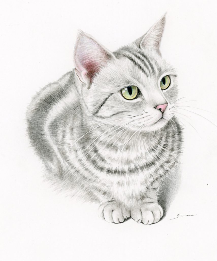 色鉛筆画「猫」